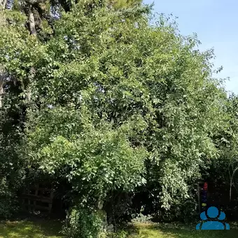 Rhamnus cathartica - von karin_4826: Bild 2/2