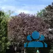 Prunus cerasifera 'Nigra' - von karin_4826: Bild 10/10