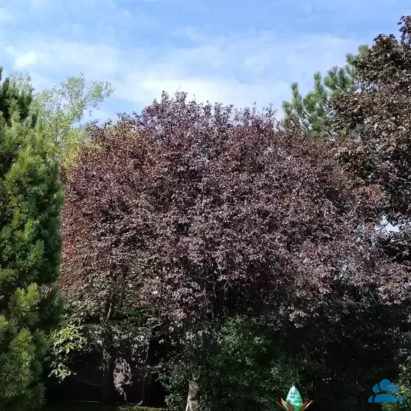 Prunus cerasifera 'Nigra' - von karin_4826: Bild 10/10