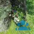 Leontopodium alpinum - von paul_4435: Bild 9/9