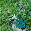 Leontopodium alpinum - von paul_4435: Bild 8/9