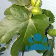 Ficus carica 'Panachée' - von marion_7243: Bild 4/4