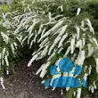 Spiraea cinerea 'Grefsheim' - von 975622646_827: Bild 3/3