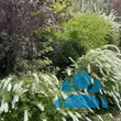 Spiraea cinerea 'Grefsheim' - von 975622646_827: Bild 2/3
