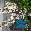 Malus 'Van Eseltine' - von 1781299360_2590: Bild 9/9