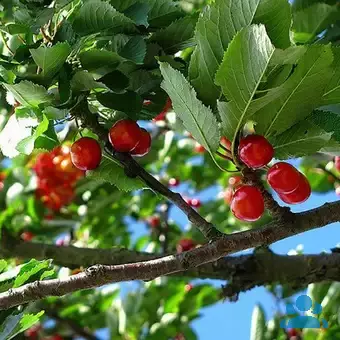 Prunus cerasus 'Königin Hortense'