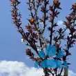 Prunus cerasifera 'Crimson Pointe' - von sandra gabriela_46: Bild 7/7