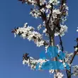 Prunus cerasifera 'Crimson Pointe' - von sandra gabriela_46: Bild 6/7