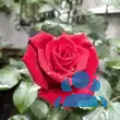 Rose 'Grande Amore' - von 2146702167_4887: Bild 3/3