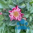 Rose 'Crazy For You' - von ramona_834: Bild 4/4