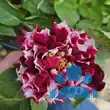 Rose 'Havlickova Narodni' - von 3490281767_6566: Bild 10/11