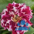 Rose 'Havlickova Narodni' - von 3490281767_6566: Bild 9/11
