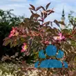 Rosa glauca - von 3164675899_1139: Bild 7/7