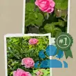 Rose 'Exquisite' - von 3164675899_1139: Bild 11/11
