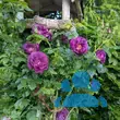 Rose 'Rhapsody in Blue' - von 3164675899_1139: Bild 7/7