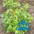 Rose 'Modern Art' - von sandra_6911: Bild 8/8