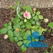 Rose 'Eden Rose' - von sandra_6911: Bild 13/13