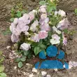 Rose 'Blue for You' - von sandra_6911: Bild 12/12