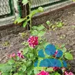 Rose 'Havlickova Narodni' - von sandra_6911: Bild 8/11
