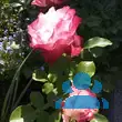 Rose 'Blumenstadt Tulln' - von sonja_4689: Bild 17/21