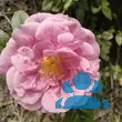 Rose 'Camelot' - von susanne_2697: Bild 7/8