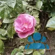 Rose 'Camelot' - von susanne_2697: Bild 6/8