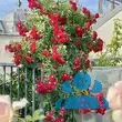 Rose 'Rambling Rosie' - von robert_7302: Bild 5/6