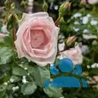 Rose 'New Dawn' - von 3164675899_1139: Bild 10/11