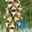 Digitalis lanata - von florian_6234: Bild 4/4