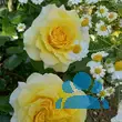 Rose 'Sunmaid' - von 1423902850_3983: Bild 3/3