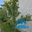 Prunus armeniaca 'Armicol' - von klaus_2978: Bild 5/6