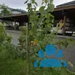 Prunus armeniaca 'Armicol' - von klaus_2978: Bild 4/6