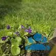 Viola odorata 'Königin Charlotte' - von klaus_2978: Bild 3/3