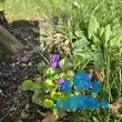 Viola odorata 'Königin Charlotte' - von klaus_2978: Bild 2/3