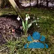 Galanthus nivalis - von klaus_2978: Bild 3/3