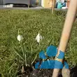 Galanthus nivalis - von klaus_2978: Bild 2/3