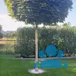Acer platanoides 'Globosum' - von petra_2181: Bild 10/10