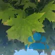 Acer platanoides 'Globosum' - von petra_2181: Bild 9/10