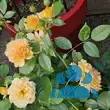 Rose 'Goldelse' - von philine_1144: Bild 9/9