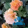 Rose 'Goldelse' - von philine_1144: Bild 7/9