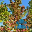 Crataegus laevigata 'Pauls Scarlet' - von sabine_4642: Bild 7/8