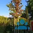 Crataegus laevigata 'Pauls Scarlet' - von sabine_4642: Bild 6/8