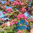 Crataegus laevigata 'Pauls Scarlet' - von sabine_4642: Bild 5/8