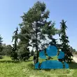 Pinus sylvestris - von 3262740015_2603: Bild 7/7