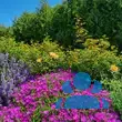 Delosperma cooperi - von erik_7101: Bild 2/2