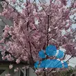 Prunus 'Accolade' - von 1939732250_5158: Bild 10/11