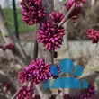 Cercis siliquastrum - von 1939732250_5158: Bild 8/8