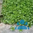 Sedum spurium 'Purpurteppich' - von 1344098762_4808: Bild 6/6