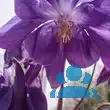 Aquilegia alpina - von 1344098762_4808: Bild 8/8