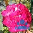 Rose 'Bolchoi' - von 1782874620_5178: Bild 6/6